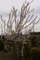Prunus nipponica Brillant-7 Wiśnia nippońska